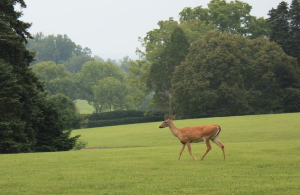 Montpelier Deer