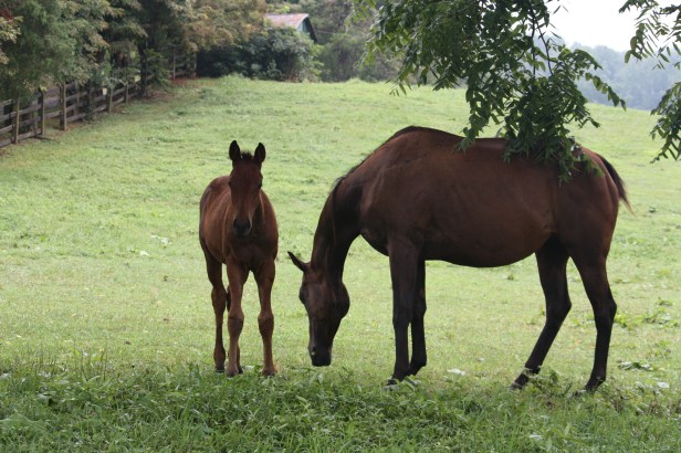 Montpelier Horses