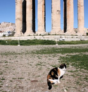 Cat at the Temple of Olympian Zeus