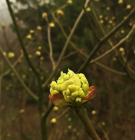 Green Bud Shenandoah