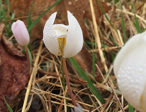 White Shenendoah Flowers